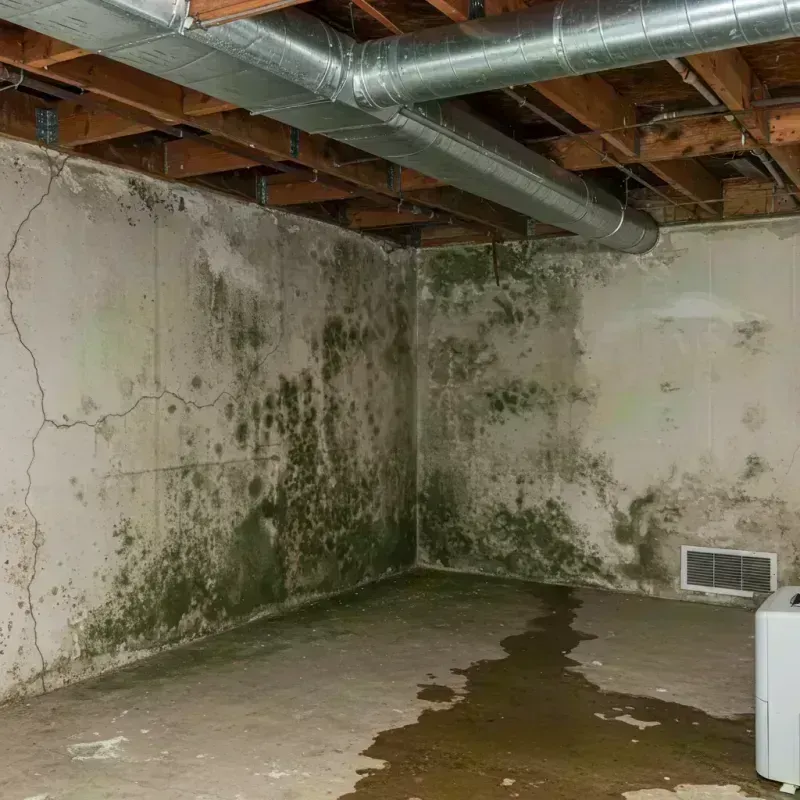 Professional Mold Removal in Selby-on-the-Bay, MD